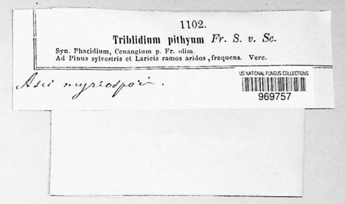 Tympanis pithya image